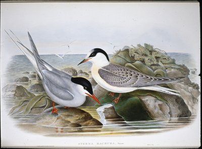 Garajau Ártico (Sterna Macrura) (litro colorido à mão) de John (after) Gould
