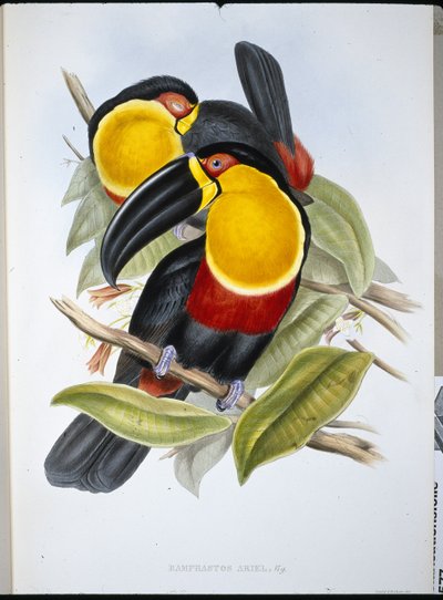 Ariel Toucan (Ramphastos Ariel) (cor da mão, litho) de John (after) Gould