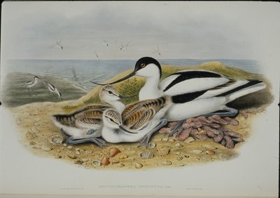 Avocet (Recurvirostra Avocetta) (litografia colorida à mão) de John (after) Gould