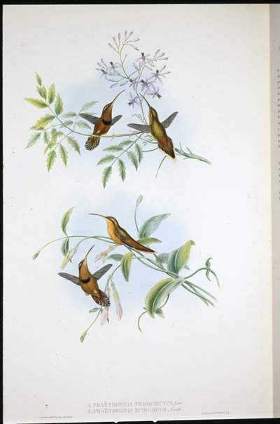 Eremita Cintada (Phaethornis Nigrocinctus) e Eremita Episcopal (Phaethornis Episcopus) (litho colorido à mão) de John (after) Gould