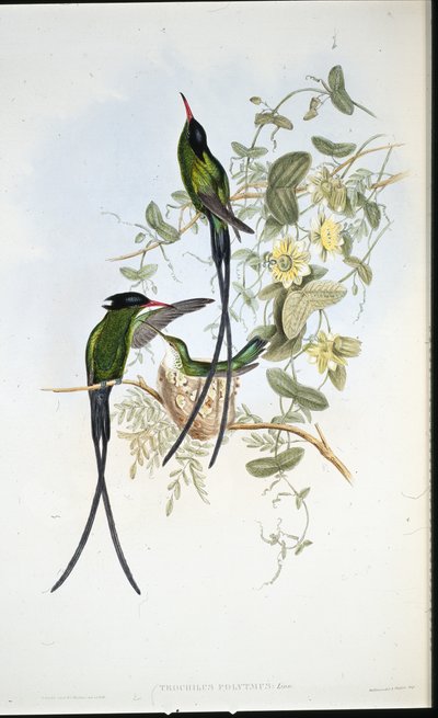 Beija-flor negro (Trochilus polytmus) (cor da mão) de John (after) Gould