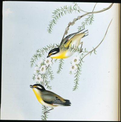Pardalote de cabeça preta (Pardalotus Melanocephalus) (litho colorido à mão) de John (after) Gould