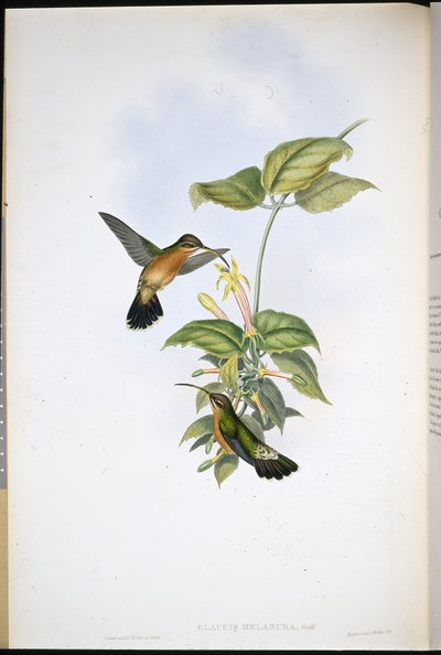 Eremita de cauda preta (Glaucis Melanura) (Litho de cor de mão) de John (after) Gould