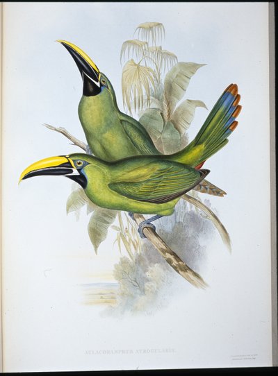 Tucano de Garganta Preta (Aulacoramphus Atrogularis) (litho colorido à mão) de John (after) Gould