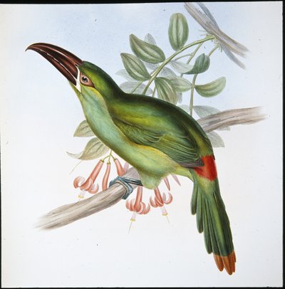Tucano-de-bico-rugoso (Aulacoramphus Haematopygius) (litho de cor de mão) de John (after) Gould