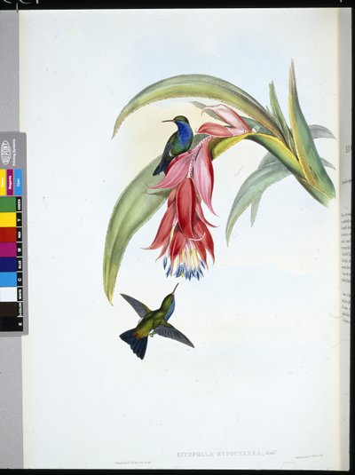 Safira de peito azul (Eucephala Hypocyanea) (Litho colorido à mão) de John (after) Gould