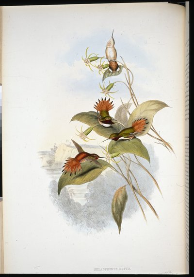 Safira de cabeça azul (eucephala grayi) (litho cor de mão) de John (after) Gould