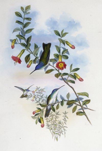 Coroa Azul de pescoço azul (Cyanomyia Cyanocollis) (litho cor de mão) de John (after) Gould