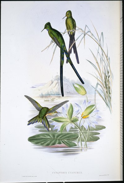 Sylph de cauda azul (Cynanthus Cyanurus) (litho de cor de mão) de John (after) Gould