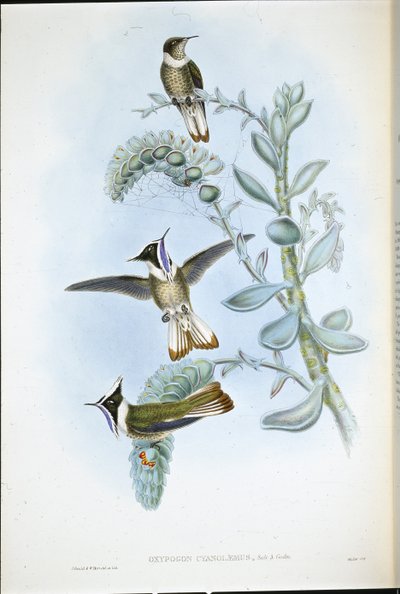 Crista Hlemte de garganta azul (Oxypogon Cyanolaemus) (litho de cor de mão) de John (after) Gould