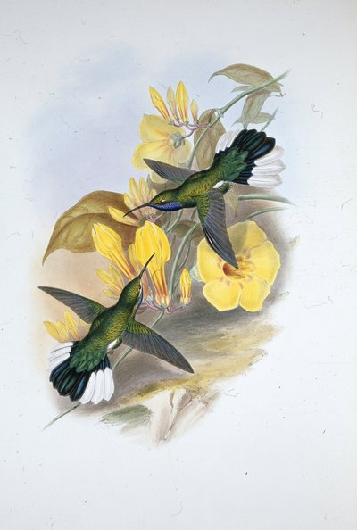 Asa de garganta azul (Campylopterus Ensipennis) (asa de sabre de garganta azul) de John (after) Gould