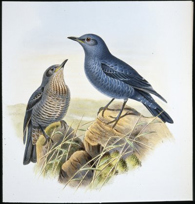 Blue Rock Thrush (Petrocossyphus Cyanus) (litho cor de mão) de John (after) Gould