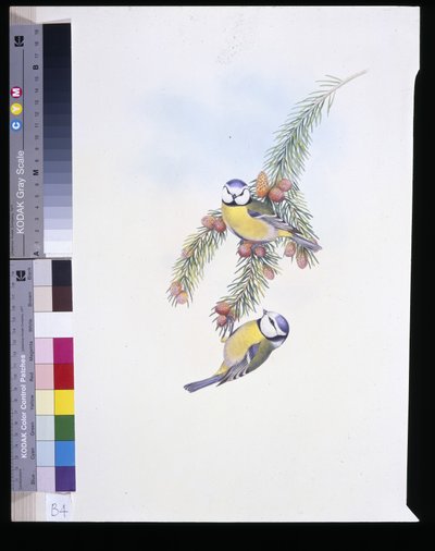 Tetinho Azul (Parus Caeruleus) (litho colorido à mão) de John (after) Gould