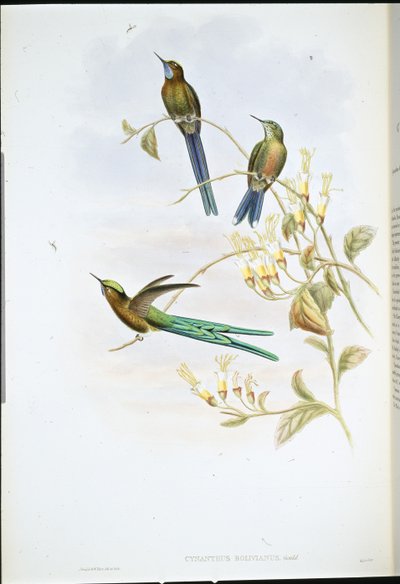 Sylph boliviano (Cynanthus Bolivianus) (litho colorido à mão) de John (after) Gould