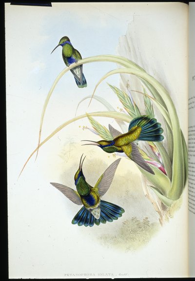 Violeta boliviana (Petasophora Iolata) (litho colorido à mão) de John (after) Gould