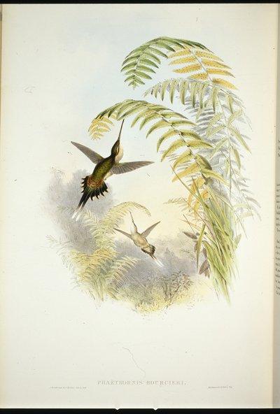 Eremita de Bourcier (Phaethornis Bourcieri) (cor da mão) de John (after) Gould