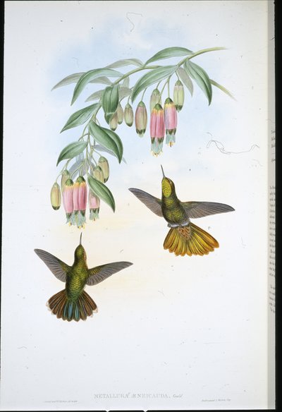 Cauda Brassy (Metallura Aeneicauda) (cor de mão litho) de John (after) Gould