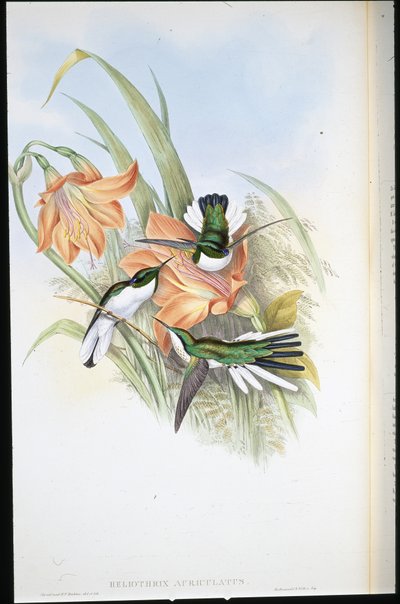 Fada Brasileira (Heliothrix Auriculatus) (Litho colorido à mão) de John (after) Gould