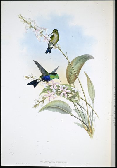 Panoplites Brasileiras (Thalurania Eryphile) (litografia colorida à mão) de John (after) Gould