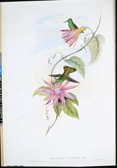 Esmeralda de testa Brilhante (Thaumatias Nitidifrons) (litho colorido à mão) de John (after) Gould