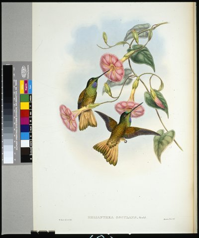 Buff-tailed Star-frontlet (helianthea osculans) (litho colorido à mão) de John (after) Gould