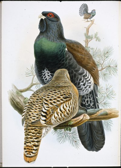 Capercailzie (Tetrao Urogallus) (Litho colorido à mão) de John (after) Gould