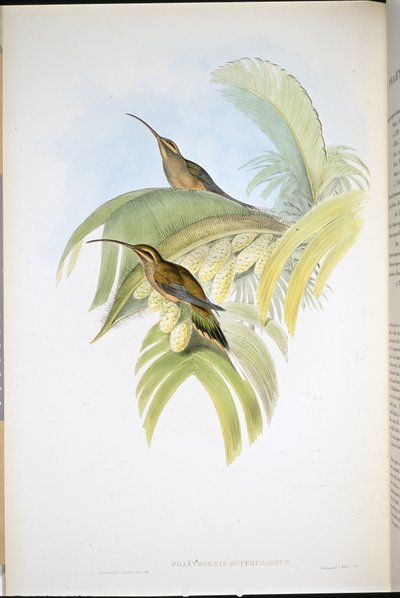 Eremita de Cayenne (Phaethornis Superciliosus) (litho colorido à mão) de John (after) Gould