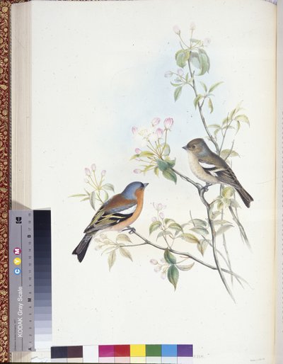 Tentilhão (Fringilla Caelebs) (litho colorido à mão) de John (after) Gould