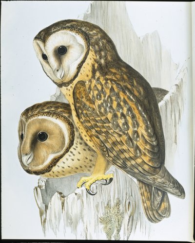 Coruja de Castanops (Strix Castanops) (litho cor de mão) de John (after) Gould