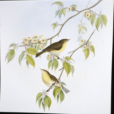 Chiff-Chaff (Phyllopneuste Rufa) (cor da mão em litro) de John (after) Gould