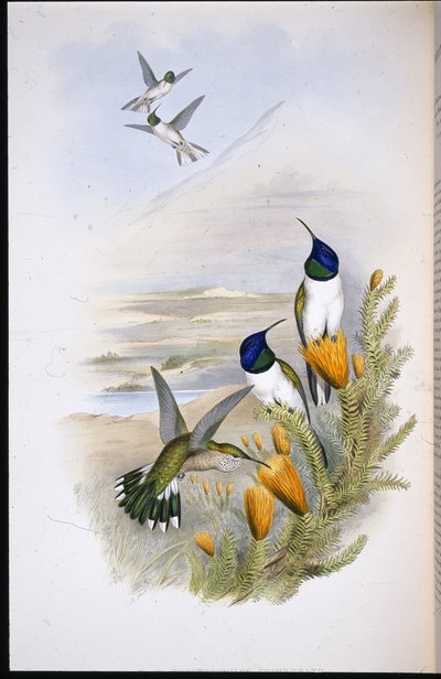 Chimobrazian Hill-Star (Oreotrochilus Chimborazo) (litho colorido à mão) de John (after) Gould