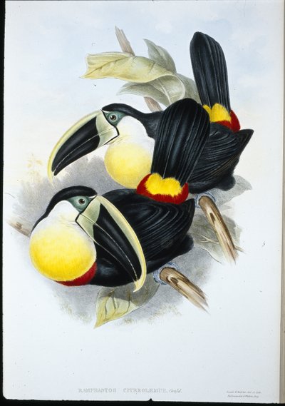 Tucano de peito de cidreira (Ramphastos Citreolaemus) (litho colorido à mão) de John (after) Gould