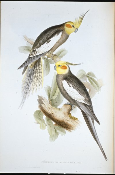 Periquito Cockatoo (Nymphicus Novae-Hollandiae ) (litho colorido à mão) de John (after) Gould
