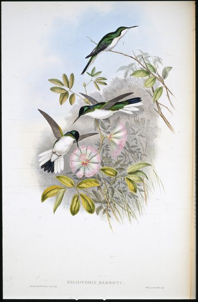 Fada Colombiana (Heliothrix Barroti) (litografia colorida à mão) de John (after) Gould