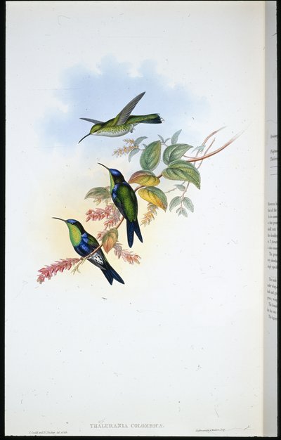 Columbian Panoplites / Coulmbian Wood-nymph (Thalurania Colombica) (litografia colorida à mão) de John (after) Gould