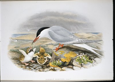 Garajau comum (Stera Hirundo) (litho de cor de mão) de John (after) Gould