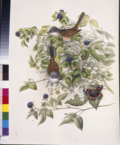 Garganta Branca Comum (Sylvia communis) (litho colorido à mão) de John (after) Gould