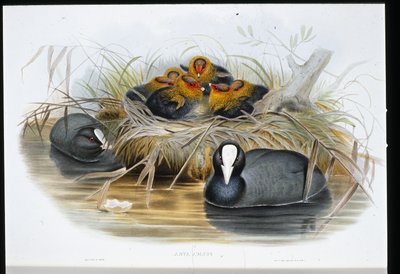 Coot (Fulica Atra) (litro colorido à mão) de John (after) Gould