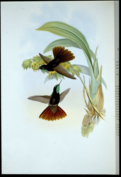 Cobre-cauda (Metallura Cupreicauda) (cor da mão litho) de John (after) Gould