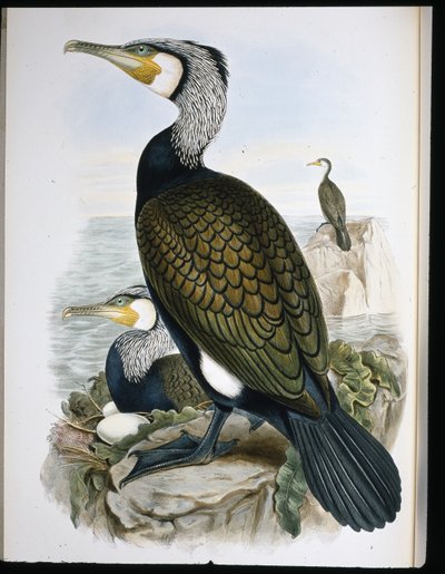 Cormorant (Phalacrocorax Carbo) (cor da cor da mão) de John (after) Gould