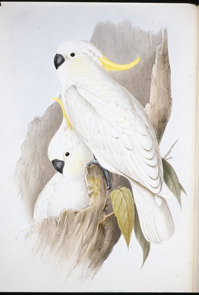 Cacatua Galerita (Cacatua Galerita ) (cor da mão) de John (after) Gould