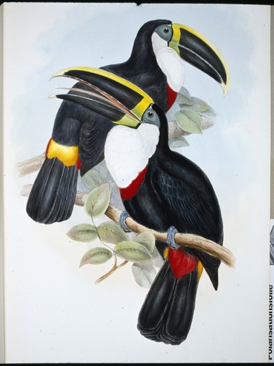 Tucano Culminado (Ramphastos Culminatus) (cor da mão) de John (after) Gould