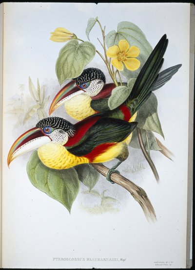 Aracari (Pteroglossus Beauharnaisi) (cor da mão) de John (after) Gould