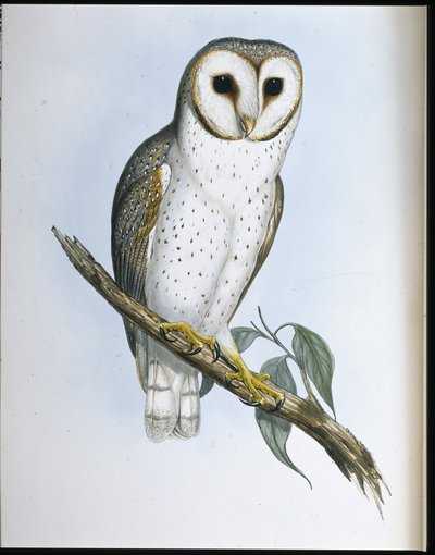 Coruja Delicada (Strix Delicatulis) (litho colorido à mão) de John (after) Gould