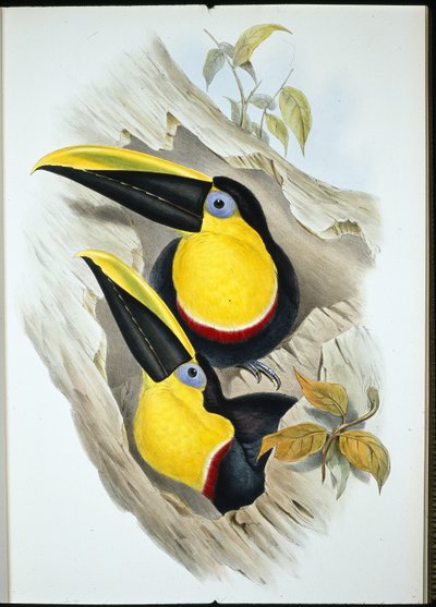 Tucano Duvidoso (Ramphastos Ambiguus) (litho de cor de mão) de John (after) Gould