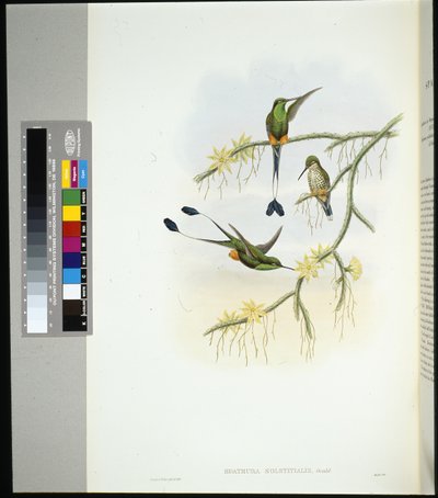 Ecuador Racket-tail (spathura solstitialis) (cor da mão litho) de John (after) Gould