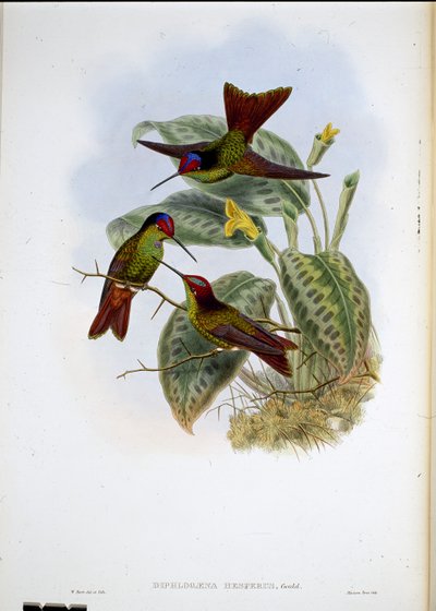 Arco-íris equatoriano (Diphlogaena Hesperus) (litho colorido à mão) de John (after) Gould