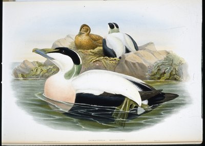 Pato Eider (Somateria Mollissima) (litho colorido à mão) de John (after) Gould