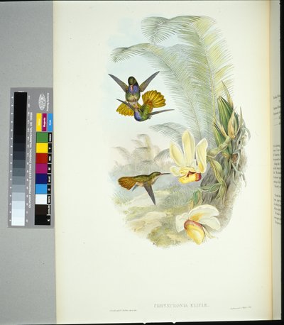 Cauda de Ouro de Elicia (chrysuronia eliciae) (litho colorido à mão) de John (after) Gould