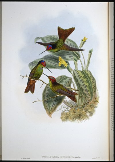 Arco-íris equatoriano (Diphlogaena Hesperus) (litho colorido à mão) de John (after) Gould